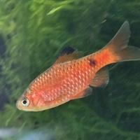 Barbus rosa