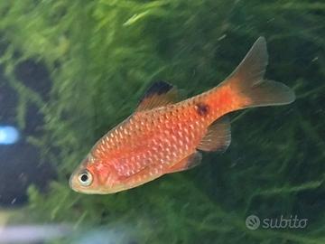 Barbus rosa
