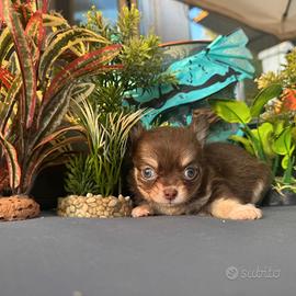maschietto chihuahua pelo lungo pedigree enci 