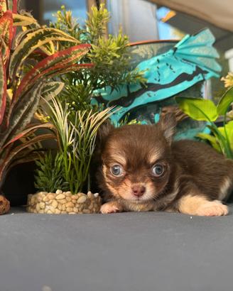 maschietto chihuahua pelo lungo pedigree enci 