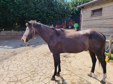 puledra 4 anni paint