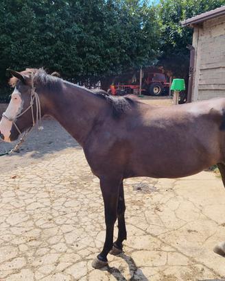 puledra 4 anni paint