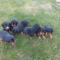 Cuccioli di setter gordon