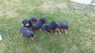 Cuccioli di setter gordon