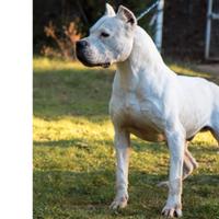 Cuccioli Dogo Argentino