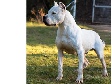 Cuccioli Dogo Argentino