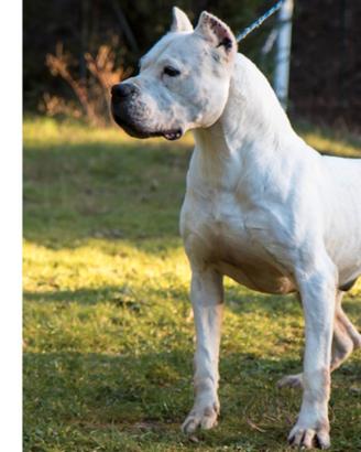 Cuccioli Dogo Argentino