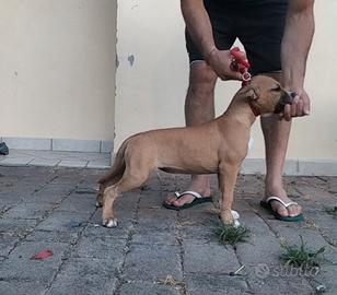Cucciola amstaff