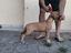 Immagine 1