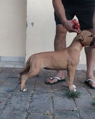 Cucciola amstaff