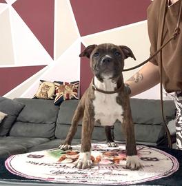 Cuccioli Staffordshire bull terrier