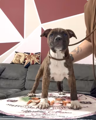 Cuccioli Staffordshire bull terrier