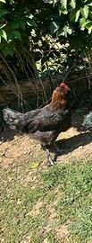 Gallo marans