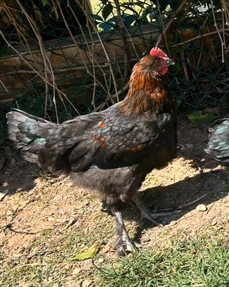 Gallo marans