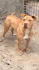 Pitbull