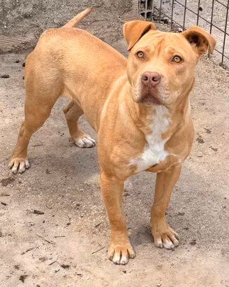 Pitbull