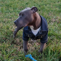 Cucciolo di 6 mesi di Pitbull figlio di campioni