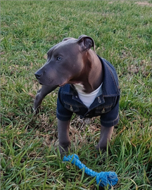 Cucciolo di 6 mesi di Pitbull figlio di campioni