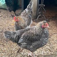 Galletti di 6 mesi allevati in libertà