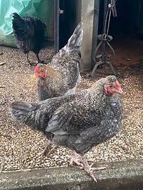 Galletti di 6 mesi allevati in libertà