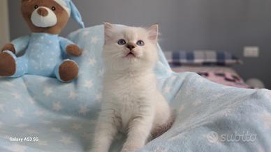 Cucciolo di Ragdoll WhiteAngels Teddy Bear
