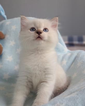 Cucciolo di Ragdoll WhiteAngels Teddy Bear