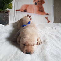 Cuccioli di labrador