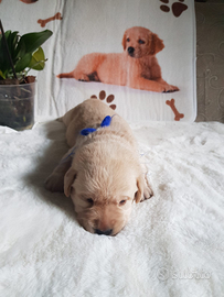 Cuccioli di labrador