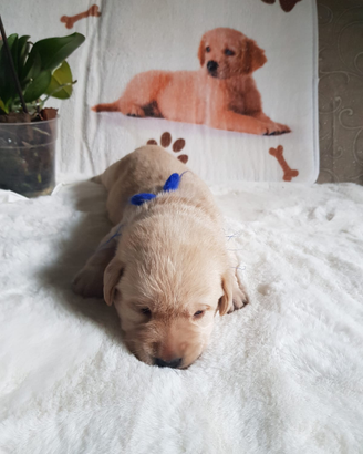 Cuccioli di labrador