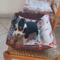 Cucciola jecc rassel di 60