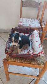 Cucciola jecc rassel di 60