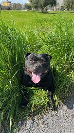 Disponibile Staffy per monta