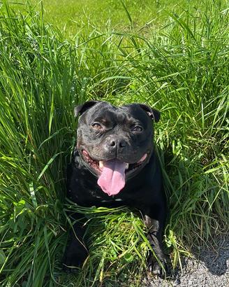 Disponibile Staffy per monta