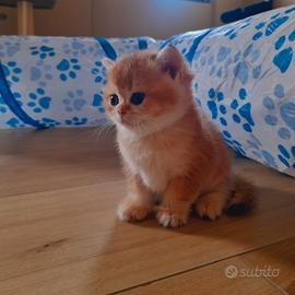 Scottish Straight black golden