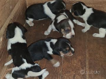 Beagle