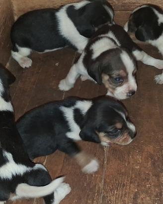 Beagle