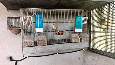 Gabbie zincate per uccellini