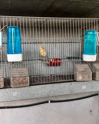 Gabbie zincate per uccellini