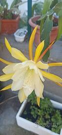 3 talee epiphillium giallo  vaniglia