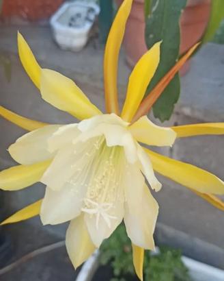 3 talee epiphillium giallo  vaniglia