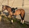 cavallo-pura-razza-spagnola
