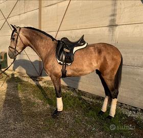 Cavallo pura razza spagnola
