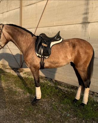 Cavallo pura razza spagnola