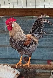 Gallo Legbar