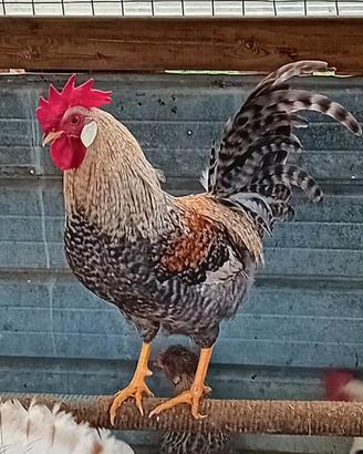 Gallo Legbar