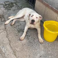 Dogo argentino