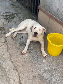 Dogo argentino