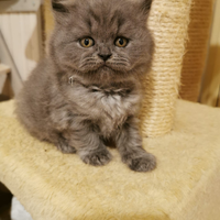 British shorthair e longhair blue cuccioli