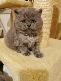 British shorthair e longhair blue cuccioli