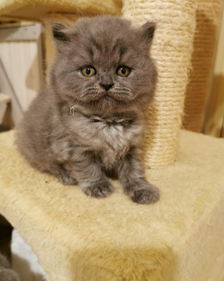 British shorthair e longhair blue cuccioli